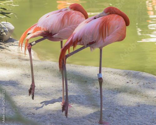 flamingos