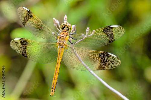 dragonfly perched on a branch for rest