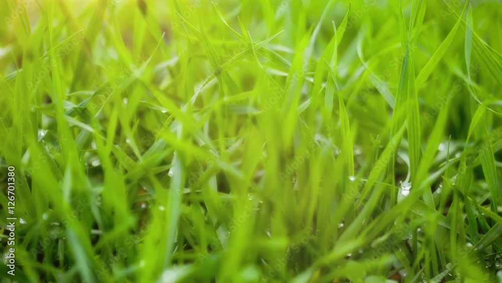 Green Spring Grass In Wind. RAW Video Shot Motorized Slider
Green Spring Grass In Wind. RAW Video Shot Motorized Slider