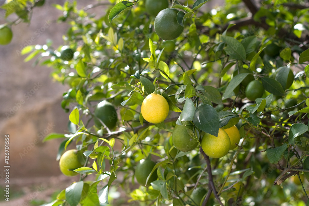 Yellow and green lemons on a tree. Selective focus. 