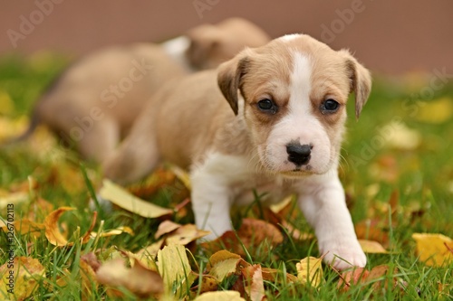 American staffordshire terrier puppie