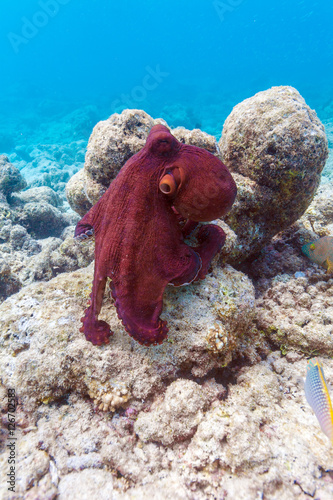 Alive red octopus sitting on coral reef, Maldives