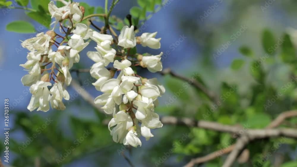 Branch Of Blooming Wattle Swaying In The Wind
Branch Of Blooming Wattle Swaying In The Wind
