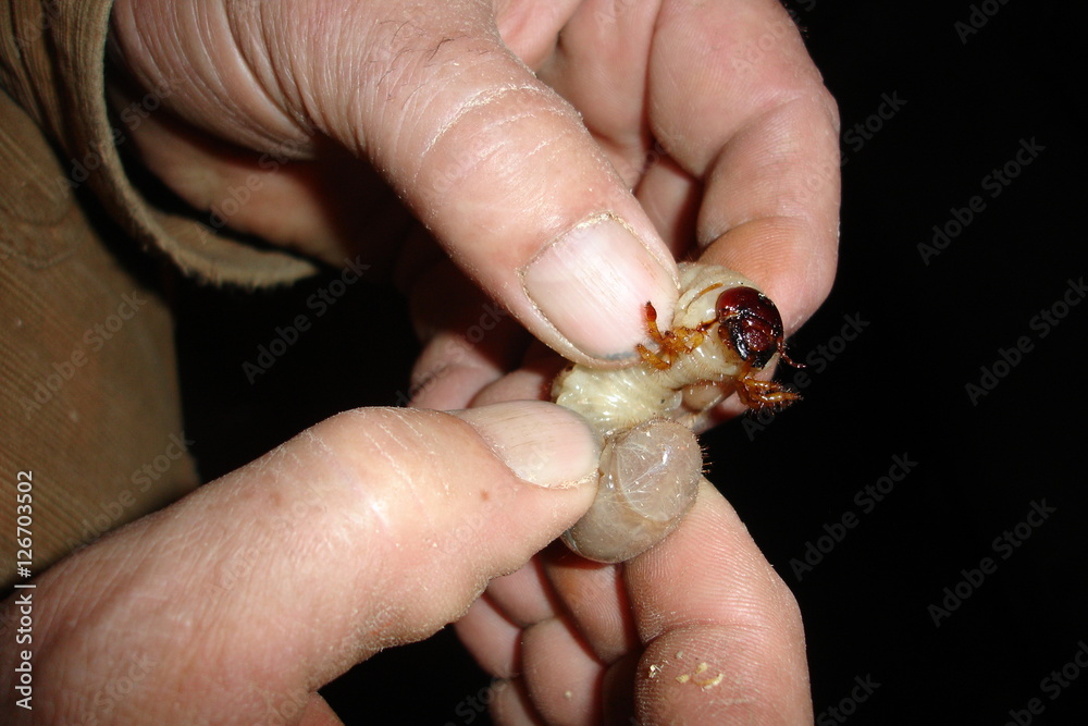 The larvae of the May beetle in human hands