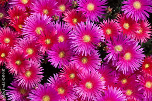 Tropical Flower
