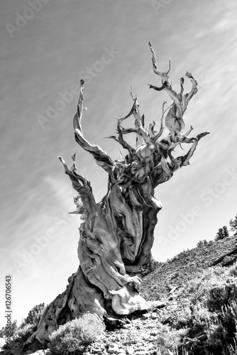 Valokuva Bristlecone-Pine