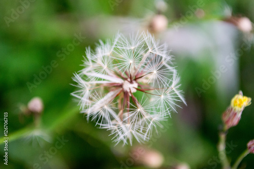 Dandelion