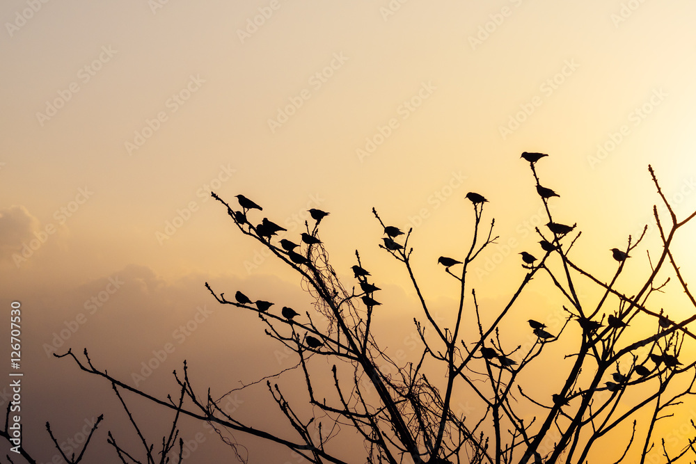 Fototapeta premium birds on tree