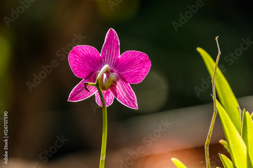 Pink Orcid Flower closup photo