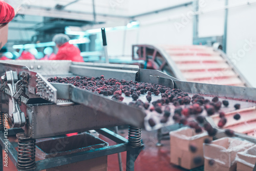 Wallpaper Mural Factory for freezing and packing fruits. Line for selection of frozen blackberries with unrecognizable workers in background. Torontodigital.ca