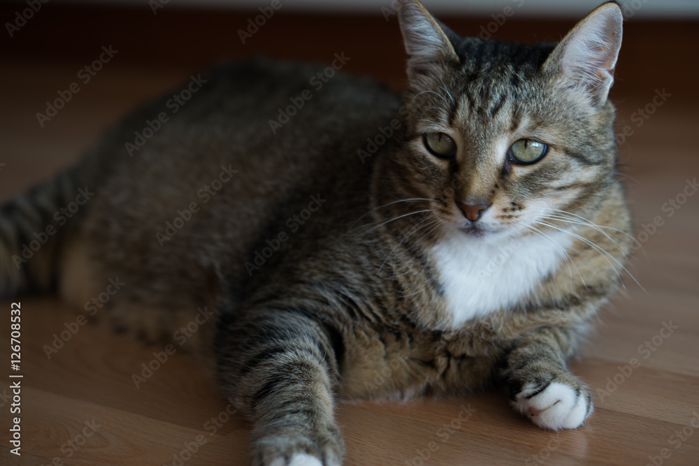 large home striped cat