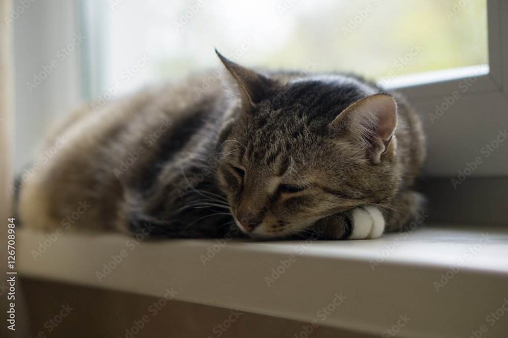 Cat lying on a window sill