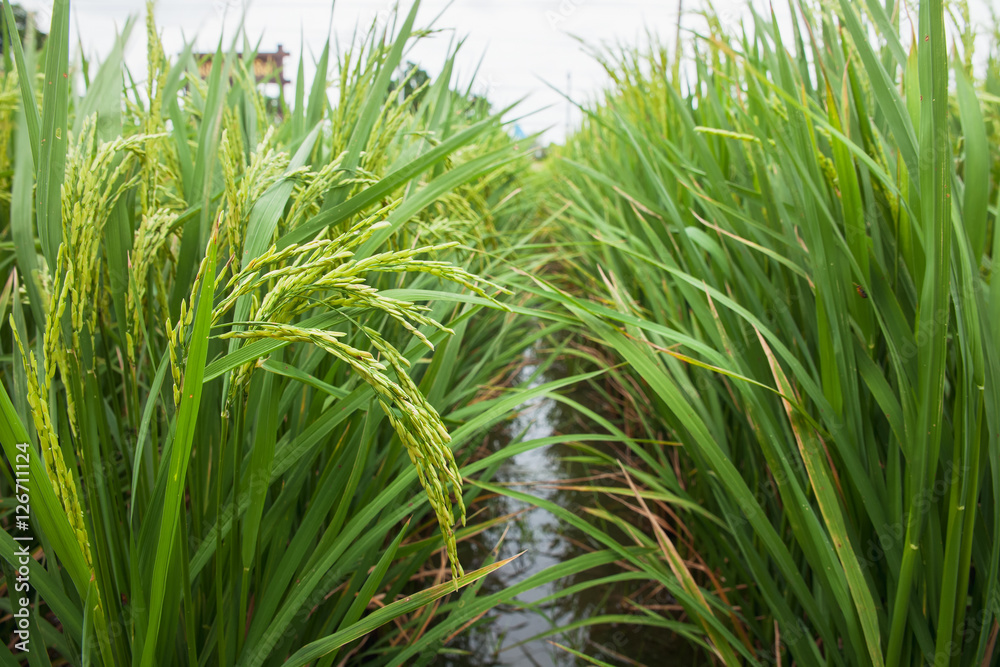 Fototapeta premium Rice spike in the field.