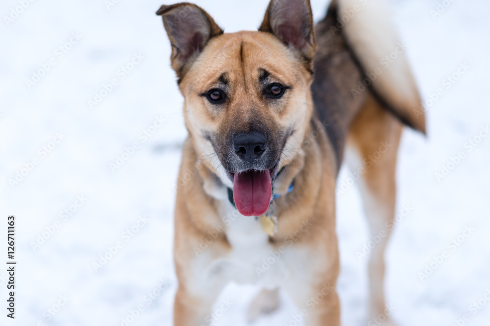 Fototapeta premium Dog