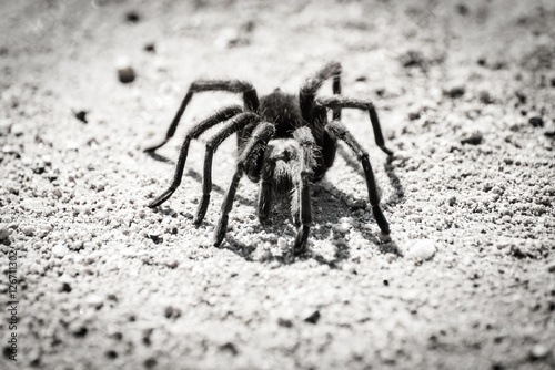 Tarantula