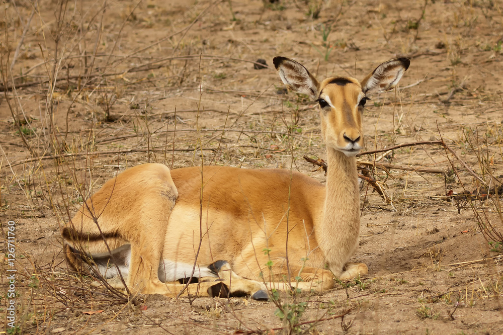 Impala (Aepyceros melampus) - sitting on ground, Sabi Sands Game Reserve, South Africa Impala (Aepyceros melampus) - sitting on ground, Sabi Sands Game Reserve, South Africa