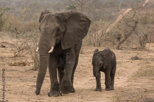 African Bull Elephant and Calf (Loxodonta) - Sabi Sands Game Reserve, South Africa