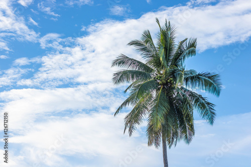 The Coconut tree behind the sky