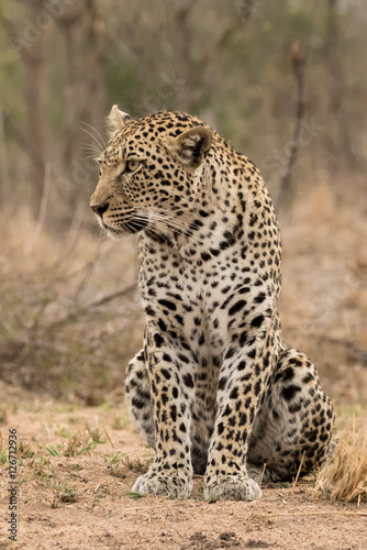 Leopard Sitting  Panthera pardus  - Sabi Sands Game Reserve  South Africa