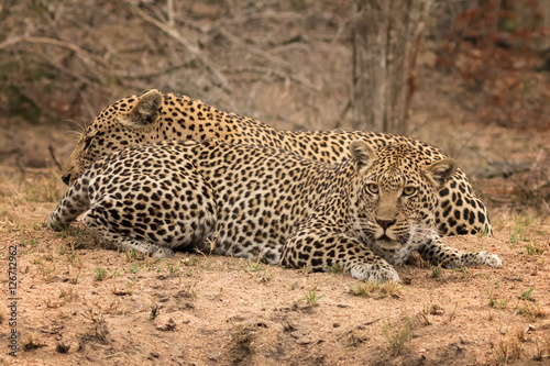 Pair of Leopards Prior to Mating - Sabi Sands Game Reserve, South Africa - Female initiating mating by flirting & presenting herself to the male so he can't resist her. © Anne Powell