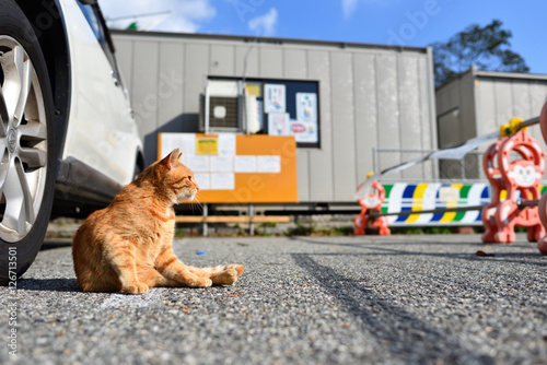 誰もいない工事現場の猫