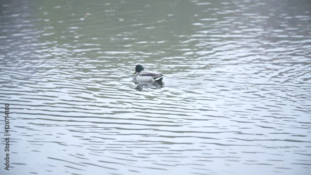 Ducks swimming in swamp in summer or autumn, close-up, Garganey Ducks swimming in swamp in summer or autumn, close-up, Garganey