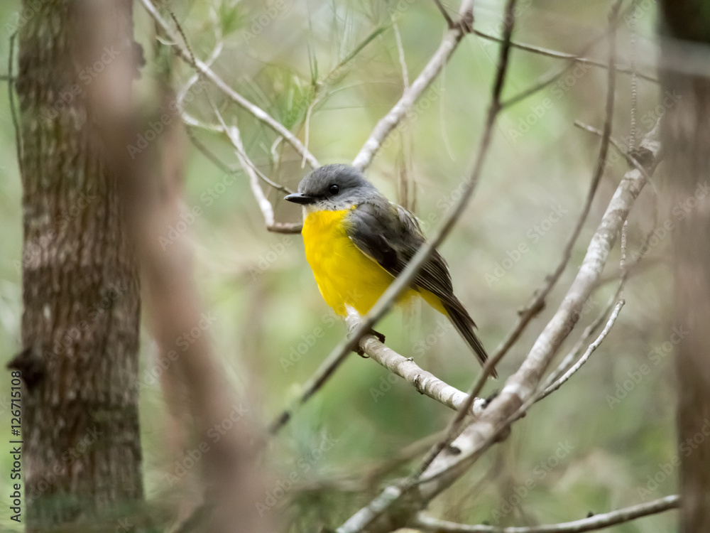 Eastern Yellow Robin Eastern Yellow Robin