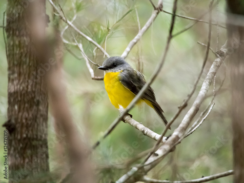 Eastern Yellow Robin