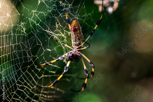 spider © Osvaldo