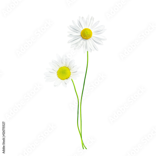 Wallpaper Mural daisies summer flower isolated on white background. Torontodigital.ca