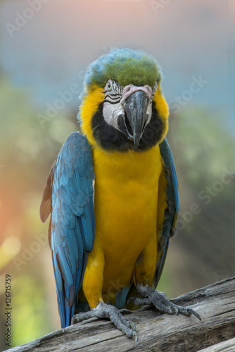 Close-up of colorful blue and gold Macaw parrot