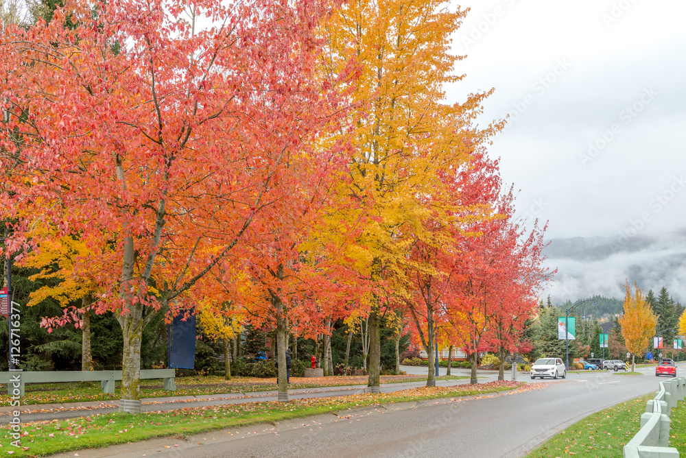 Natural during autumn in Vancouver Canada Oct 2016 Natural during autumn in Vancouver Canada Oct 2016