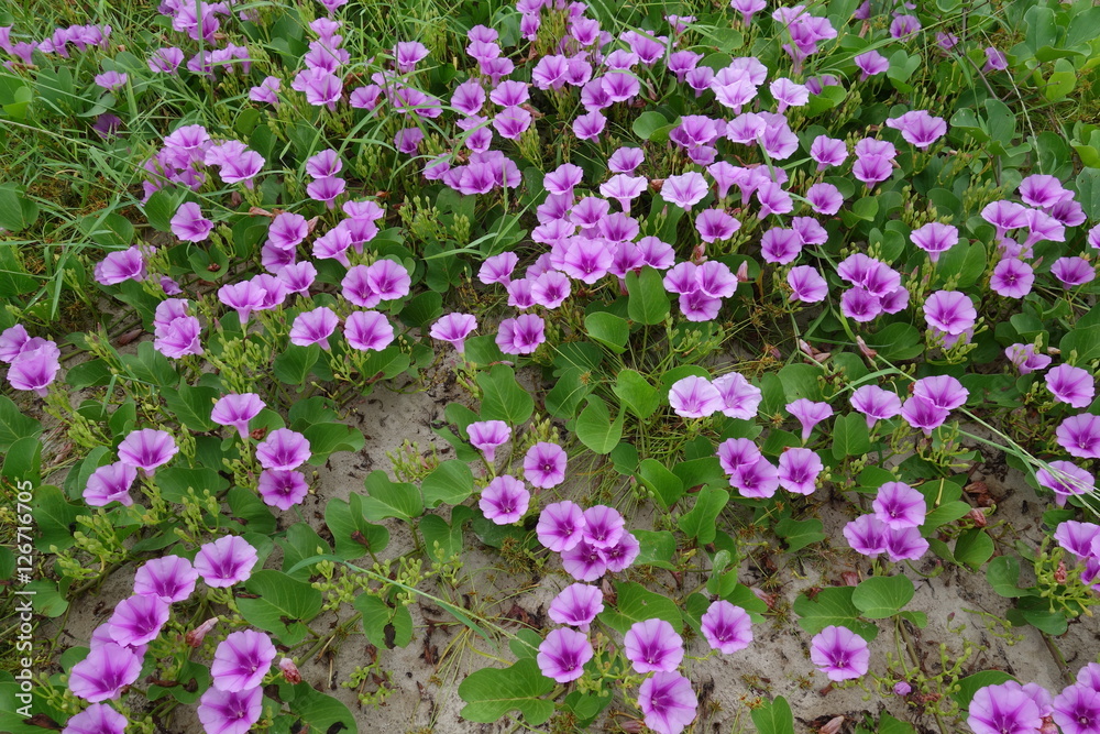 Fototapeta premium Purple flower of beach morning glory with green leaves background