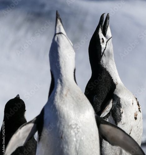 Chinstrap Penguins vocalizing 