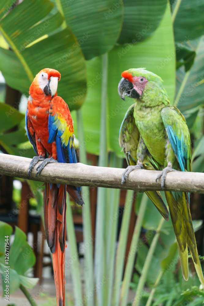 beautiful parrots from Nicaragua.