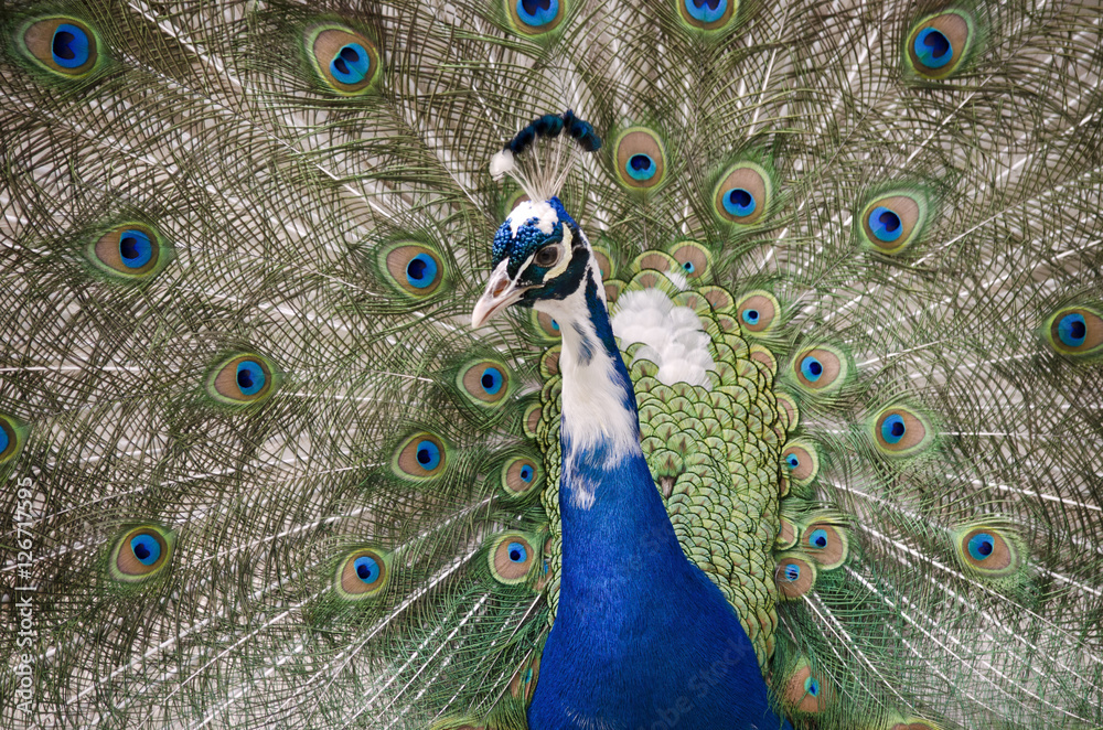 Obraz premium peacock
