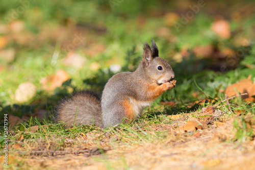 squirrel eating a nut in autumn