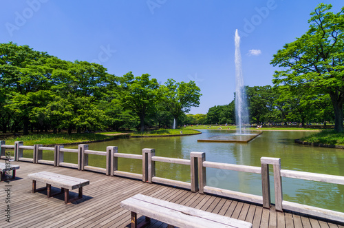 緑鮮やかな代々木公園の噴水池の風景 / The scenery of the fountain pond in Yoyogi Park where the greenery of the trees is vivid. Shibuya, Tokyo, Japan.