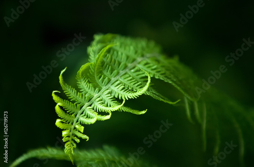 fern, brake © na9179126124