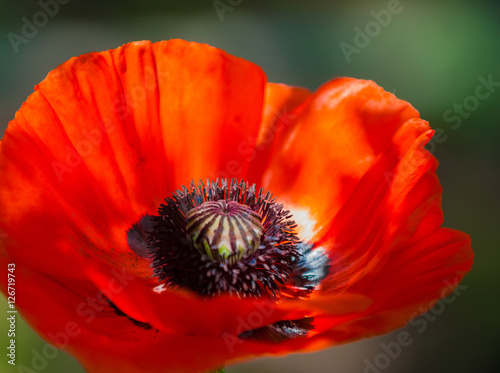 poppy. a herbaceous plant with showy flowers