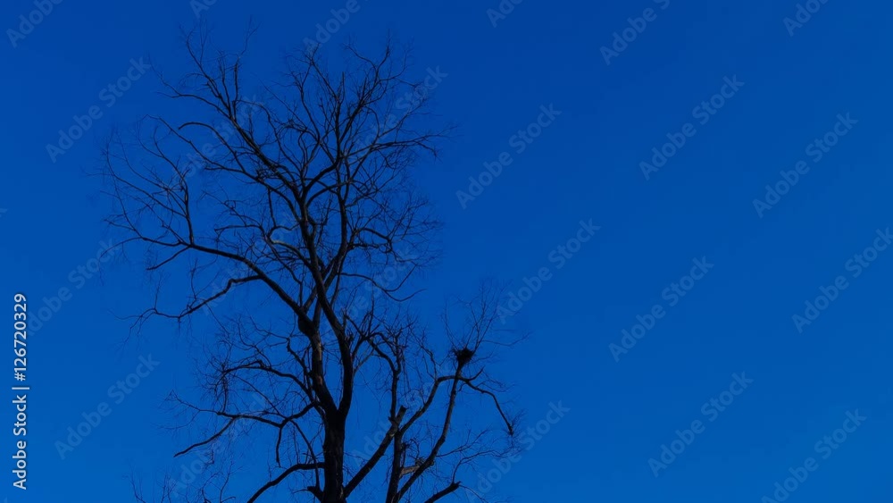4K Time lapse of clouds movement in blue sky with dried tree foreground 4K Time lapse of clouds movement in blue sky with dried tree foreground