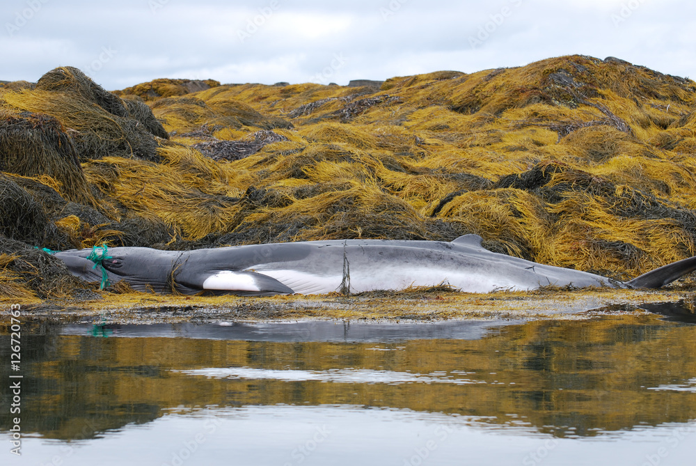 Obraz premium Minke Whale Tangled in a Fishing Net