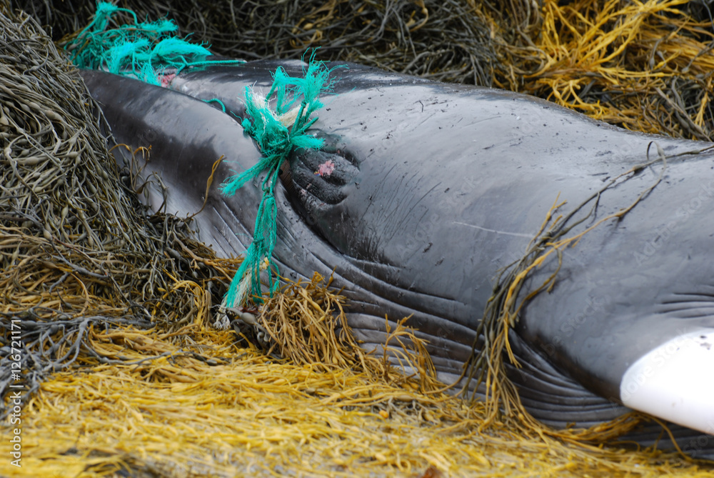 Obraz premium Zielona sieć rybacka w ustach wieloryba