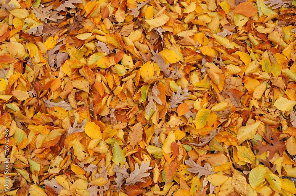 High angle view of colorful autumn leaves background High angle view of colorful autumn leaves background