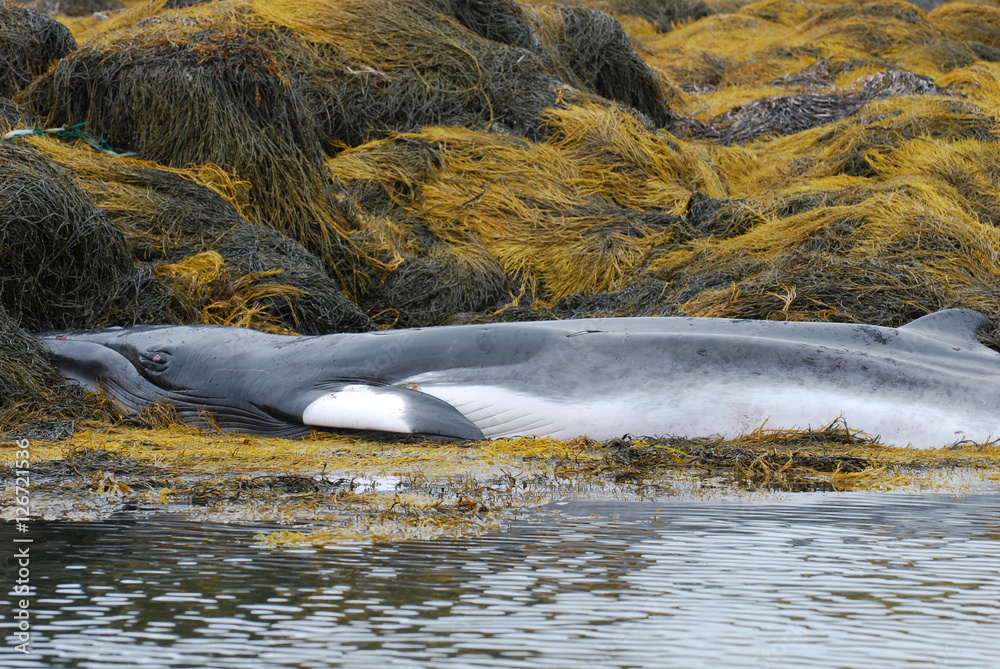 Fototapeta premium Whale Dead on a Seaweed Covered Reef