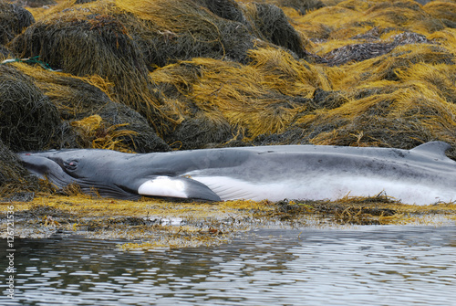 Whale Dead on a Seaweed Covered Reef photo