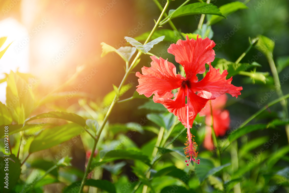 Fototapeta premium hibiscus flower, blossum