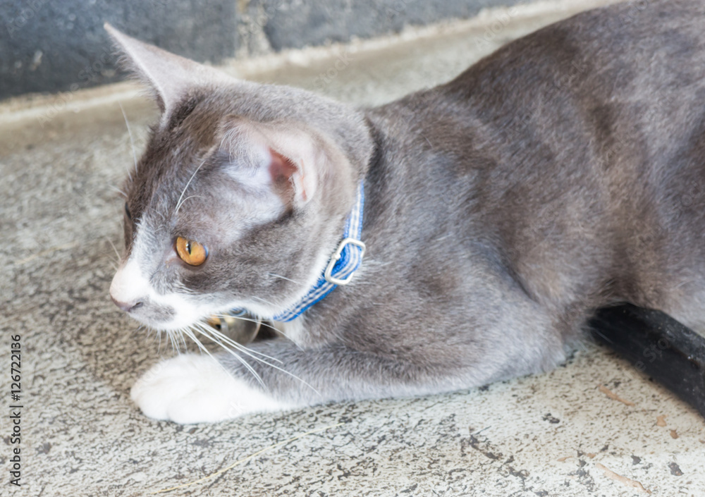 Fototapeta premium Grey and white cat relaxing