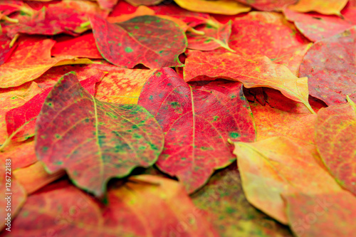 Autumn wet colorful leaves of maple