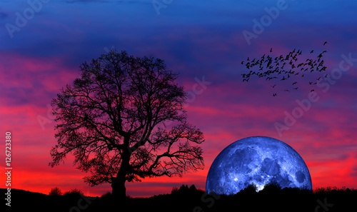 Silhouette of a big mighty oak against blue moon"Elements of this image furnished by NASA "